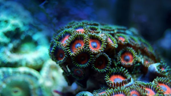 ১ কোটি ৪০ লক্ষ বছর আগে ছিল প্রবাল প্রাচীর ১ কোটি ৪০ লক্ষ বছর আগে ছিল প্রবাল প্রাচীর