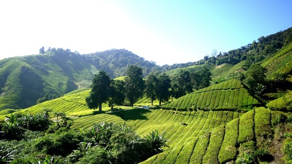 ক্যামেরণ হাইল্যান্ডস ক্যামেরণ হাইল্যান্ডস