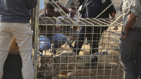 ১৯৫২ সালে ভারত থেকে বিলুপ্ত