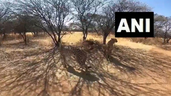 দুই পুরষ চিতা দুই ভাই