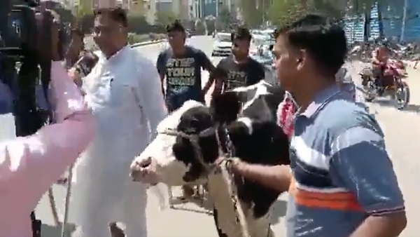 গরুর চর্মরোগে ত্রস্ত রাজস্থান