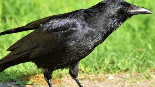 ঘরের আঙিনায় কাক এসে বসলে ঘরের আঙিনায় কাক এসে বসলে