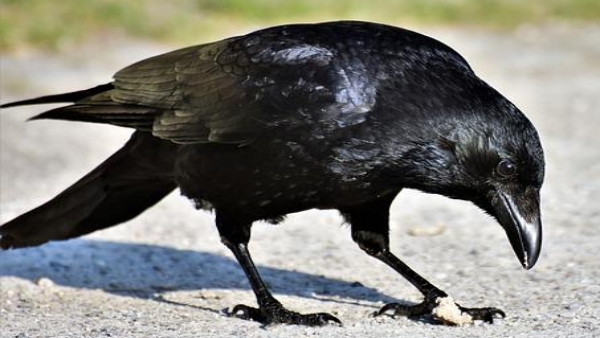 কাক যদি খাবারের অংশ নিয়ে উড়ে যায় কাক যদি খাবারের অংশ নিয়ে উড়ে যায়