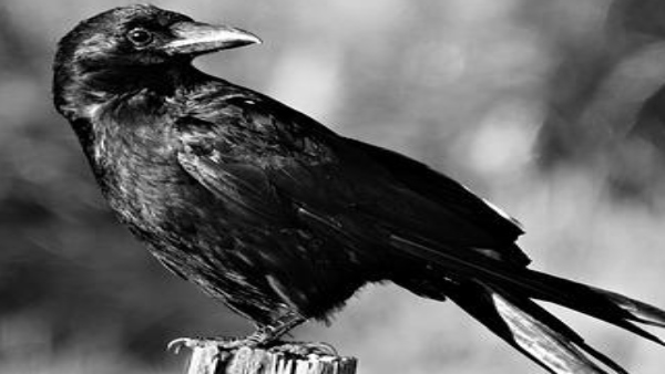 বাড়ির ছাদে দক্ষিণ দিকে বসলে