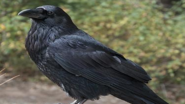 কাককে খাওয়ানোর প্রথা কাককে খাওয়ানোর প্রথা