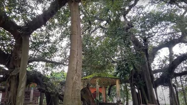 কী রয়েছে এই চম্পকনগরে