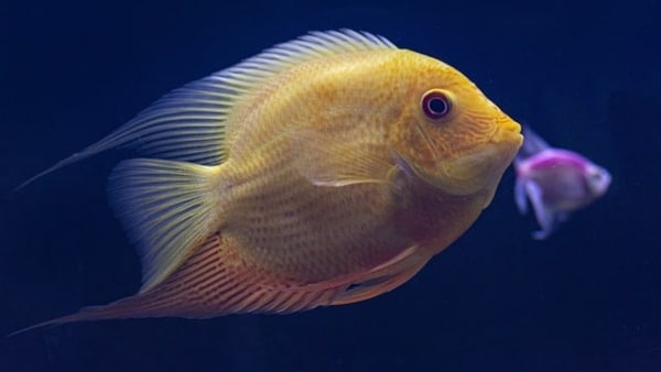 স্বপ্নে বারংবার মাছ দেখা