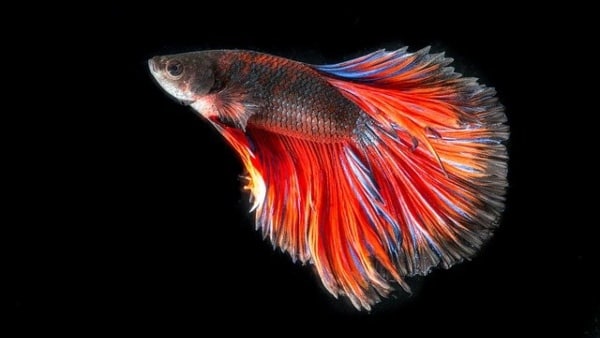 স্বপ্নে রঙীন মাছ দেখা