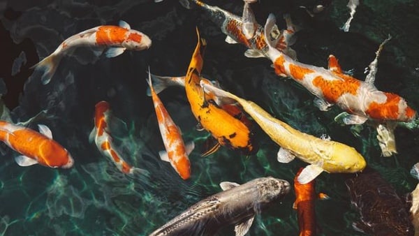 সাঁতার কাটা মাছের স্পর্শ করা