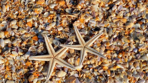 উপকূলবর্তী এলাকার রক্ষাকর্তা হয়ে ওঠে প্রবাল প্রাচীর উপকূলবর্তী এলাকার রক্ষাকর্তা হয়ে ওঠে প্রবাল প্রাচীর