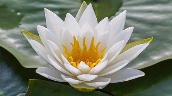 পদ্মফুল অর্পণ