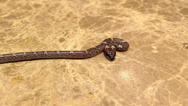 মিচেল জনসনের হোটেল রুমে উদ্ধার সাপ মিচেল জনসনের হোটেল রুমে উদ্ধার সাপ