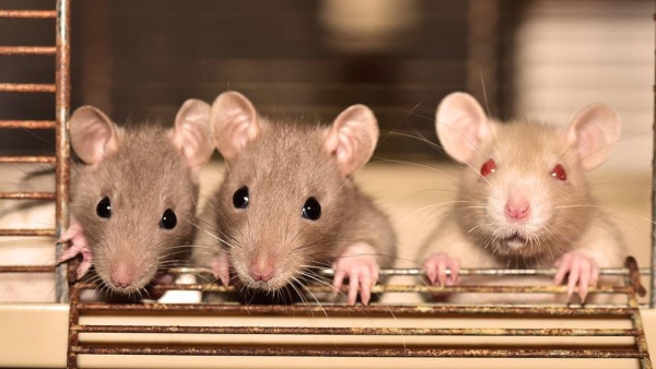 ইঁদুর বাড়িতে থাকা খুব শুভ ইঁদুর বাড়িতে থাকা খুব শুভ