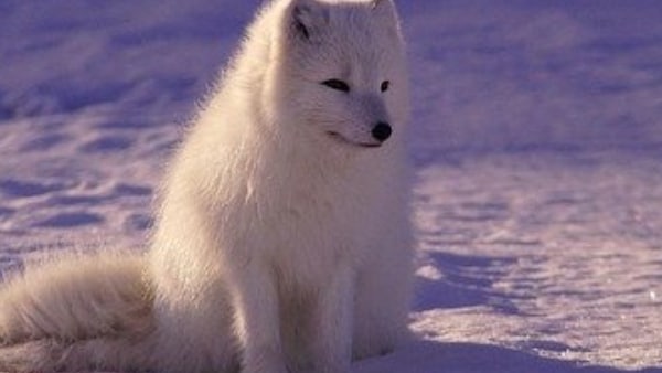 এটি একটা অত্যাধুনিক পদ্ধতি। এটি একটা অত্যাধুনিক পদ্ধতি।