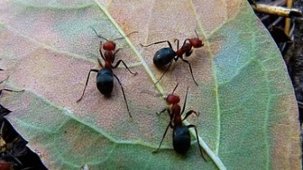 কালো পিঁপড়ে বের হওয়ার অর্থ