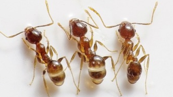 ডিম সহ পিঁপড়ে 