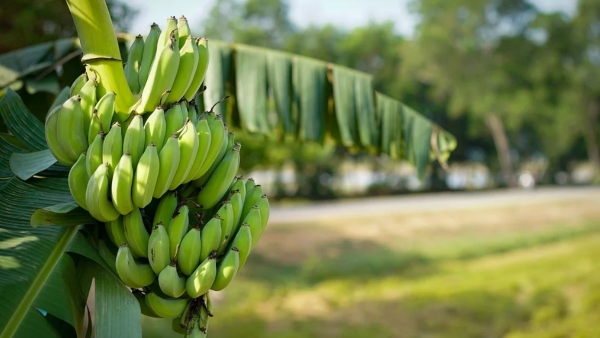  কলা গাছ লাগান