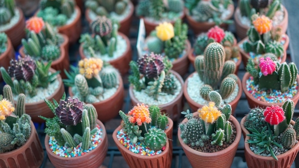 ক্যাকটাস গাছ ক্যাকটাস গাছ