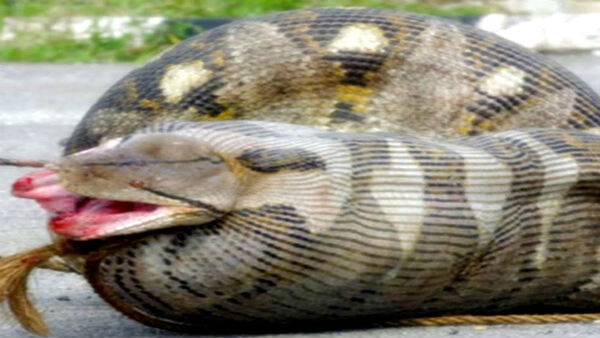 কিছু দিন আগে ছিল অজগরের আতঙ্ক 