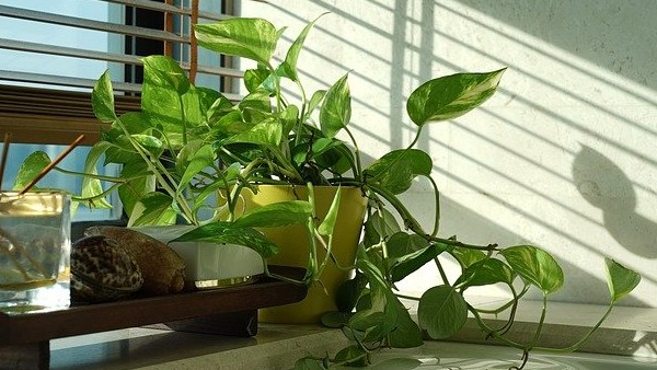  মানিপ্লান্ট বাড়িতে লাগান