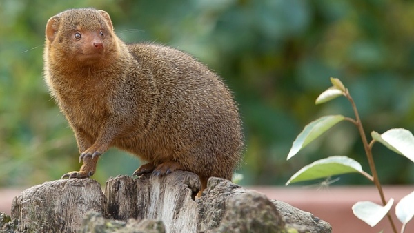 বেজি দেখা শুভ