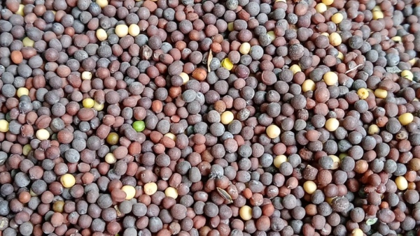 সরিষার দানা