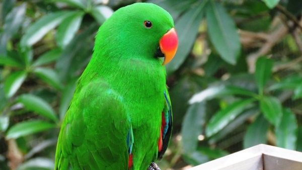 টিয়া বা তোতা পাখি দেখা