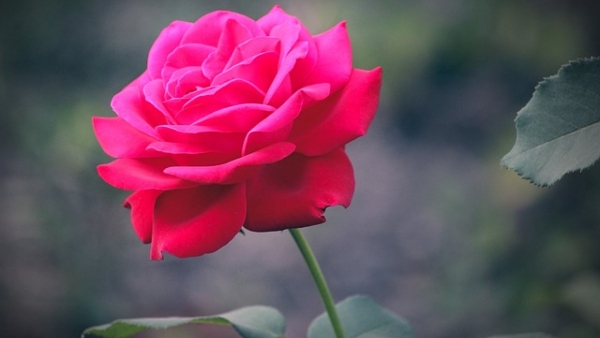 গোলাপ দেখা