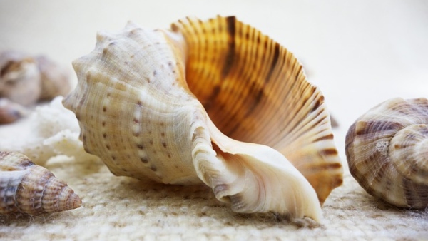 কোন কোন শঙ্খ কিনবেন কোন কোন শঙ্খ কিনবেন