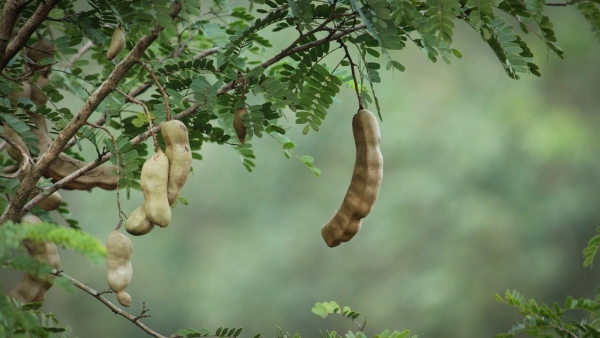 তেঁতুল গাছ তেঁতুল গাছ