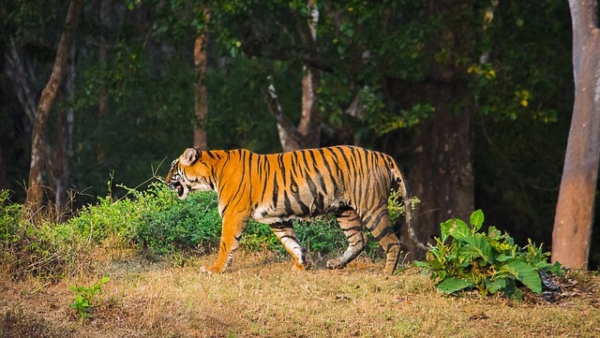 বিহারে বাঘের আতঙ্ক