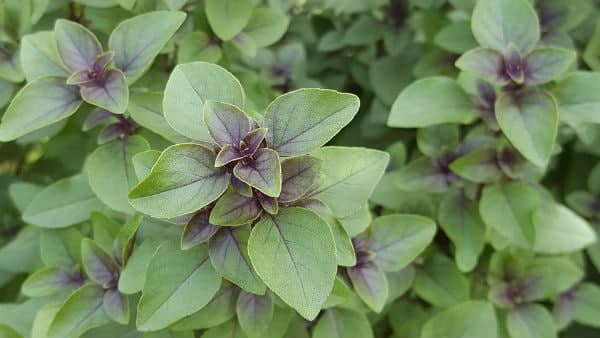 তুলসী দেবীর পুজো করুন