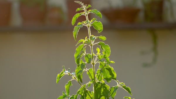 এটি করলে জীবনে সুখী হওয়া যায় না