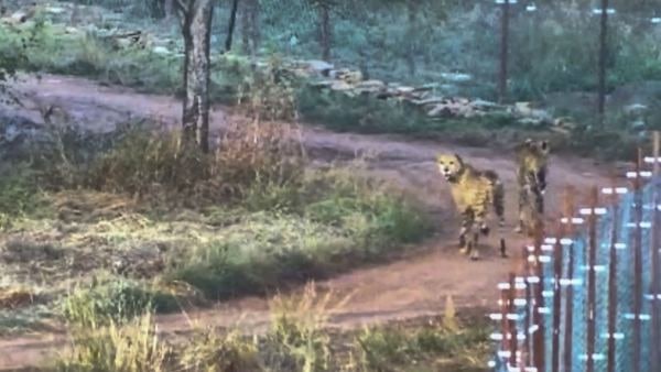 চিতাদের স্বাস্থ্য পরিস্থিতি নিয়েও রিপোর্ট তলব চিতাদের স্বাস্থ্য পরিস্থিতি নিয়েও রিপোর্ট তলব