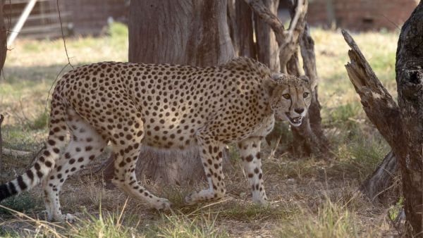 নো অবজেকশন শংসাপত্র 