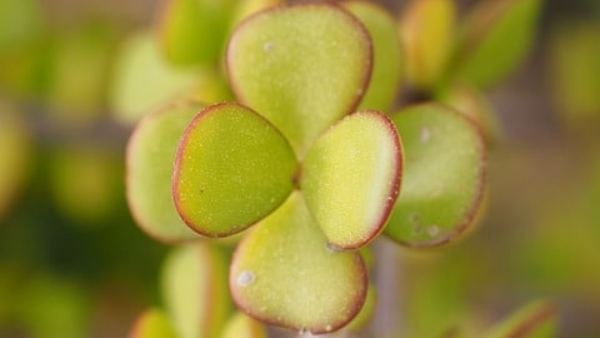 মানি প্ল্যান্ট বাড়িতে লাগানো উচিত কি মানি প্ল্যান্ট বাড়িতে লাগানো উচিত কি