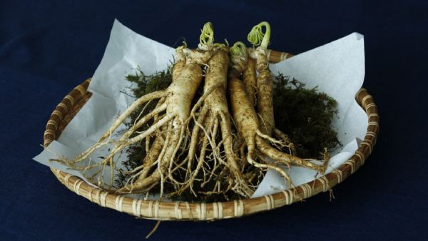 অশ্বগন্ধা গাছ