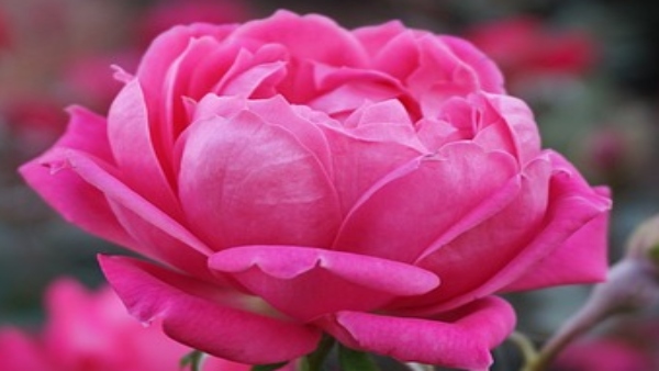 সম্পত্তি পাওয়ার জন্য