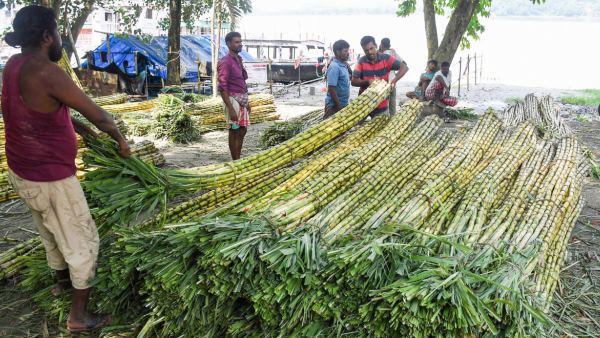 ইথালন উৎপাদনে জোর 