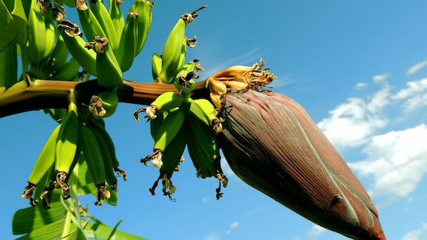 তুলসী ও কলা গাছ তুলসী ও কলা গাছ