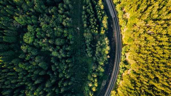 কুরুকড ফরেস্ট