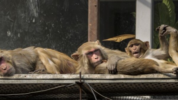 শৈত্যপ্রবাহ থেকে অতিপ্রবল শৈত্যপ্রবাহ