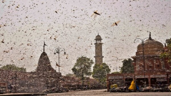 দিল্লিতে কমলা সতর্কতা