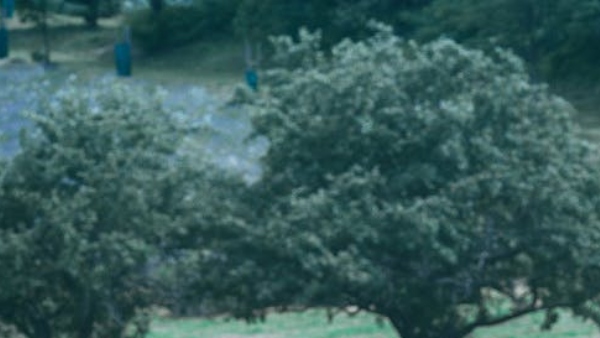  সোকোট্রা দ্বীপ