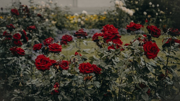 তামিলনাড়ুর ইয়েলগিরি