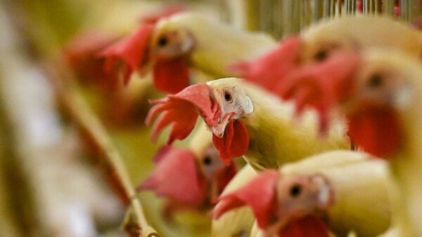 আগেই শীতকালীন সবজি ও ডিম দেওয়ার সিদ্ধান্ত আগেই শীতকালীন সবজি ও ডিম দেওয়ার সিদ্ধান্ত