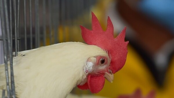 জানুয়ারি থেকে এপ্রিলে নতুন মেনু জানুয়ারি থেকে এপ্রিলে নতুন মেনু