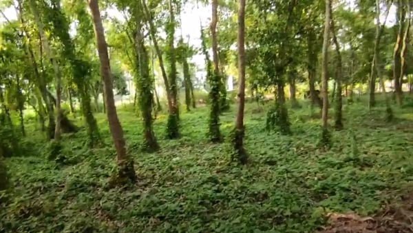  ঘরের কাছেই মঙ্গলদ্বীপ