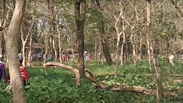 কেমন এই সবুজ দ্বীপ