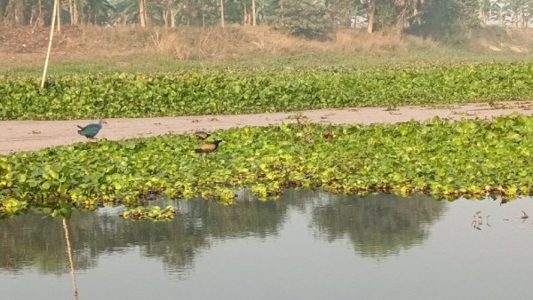 চুপুর চর